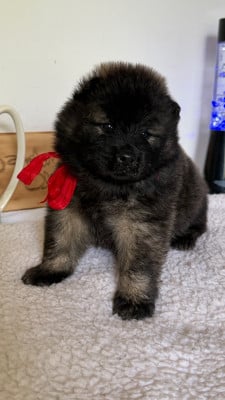 Les chiots de Eurasier