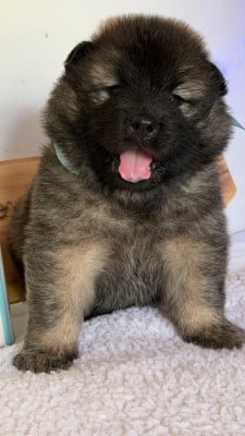 Les chiots de Eurasier