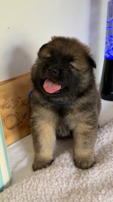 Les chiots de Eurasier