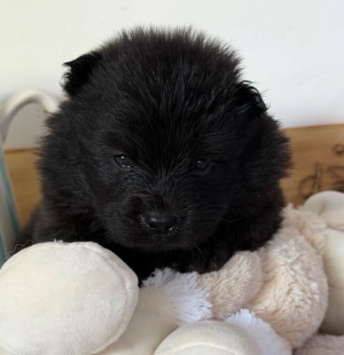 Les chiots de Eurasier