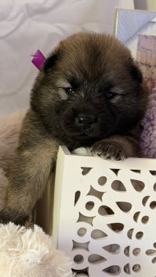 Les chiots de Eurasier
