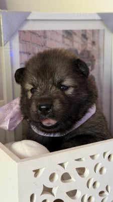 Les chiots de Eurasier