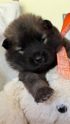 Les chiots de Eurasier