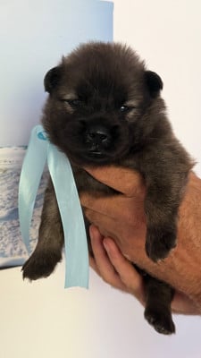 Les chiots de Eurasier