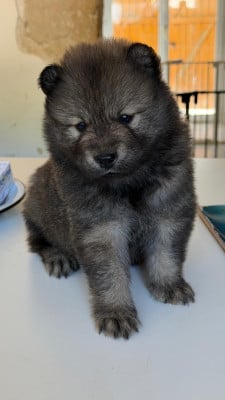 Les chiots de Eurasier