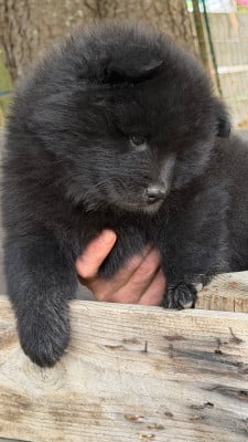 Les chiots de Eurasier