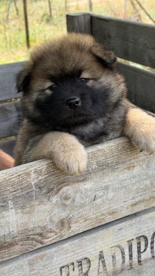 Les chiots de Eurasier