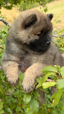 Les chiots de Eurasier