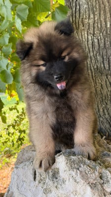 Les chiots de Eurasier