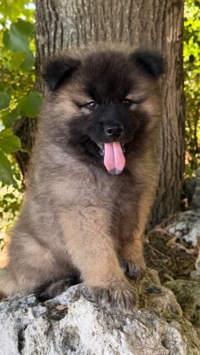 Les chiots de Eurasier