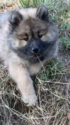 Les chiots de Eurasier