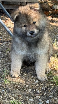 Les chiots de Eurasier