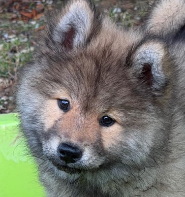 Les chiots de Eurasier