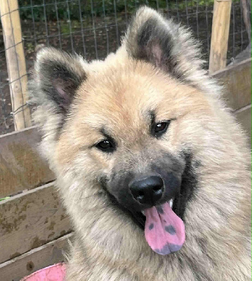 Les chiots de Eurasier