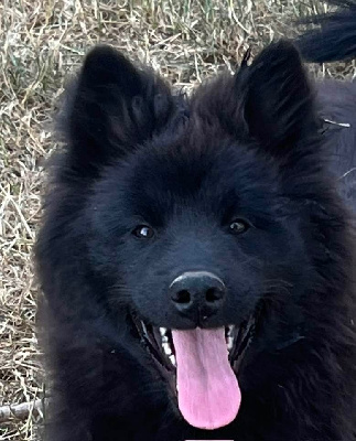 Les chiots de Eurasier