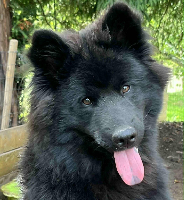 Les chiots de Eurasier