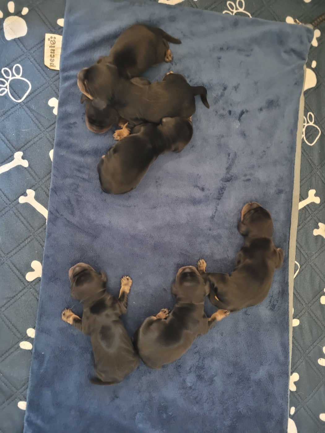 Bilbon sacquet - Cocker Spaniel Anglais