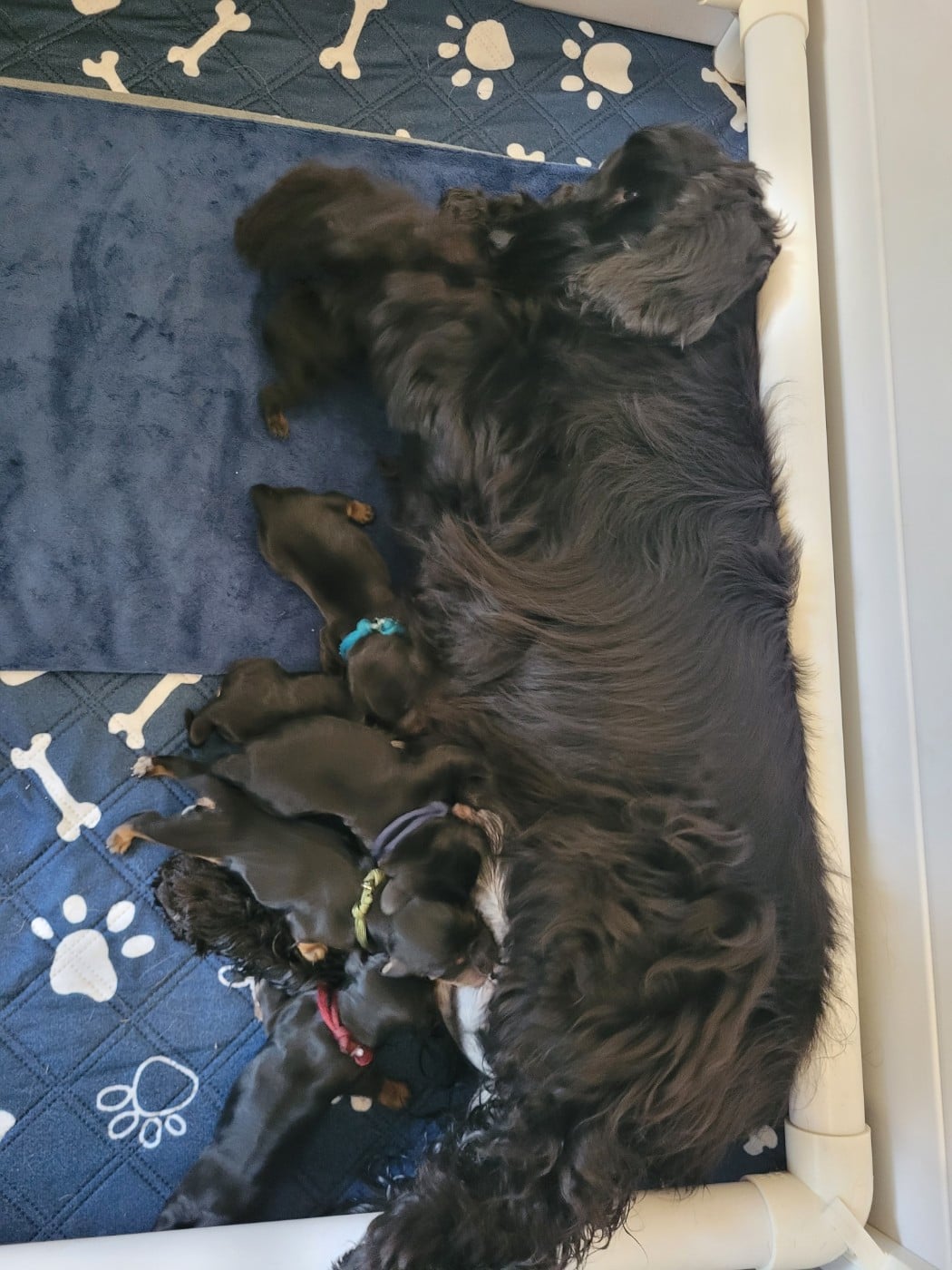 Cocker Spaniel Anglais - De L'Etoile Fortifiée