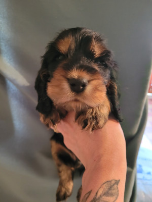 Les chiots de Cocker Spaniel Anglais