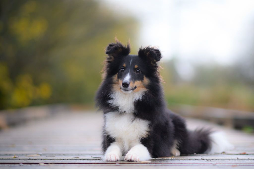 Atea terava black Des Legendes De Stagadon