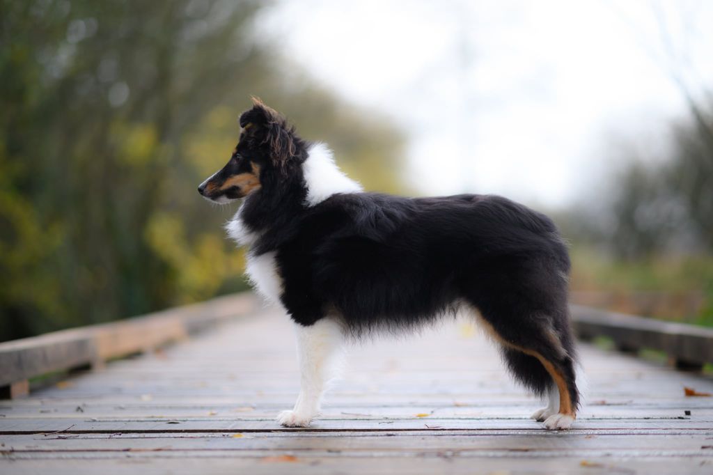 Atea terava black Des Legendes De Stagadon