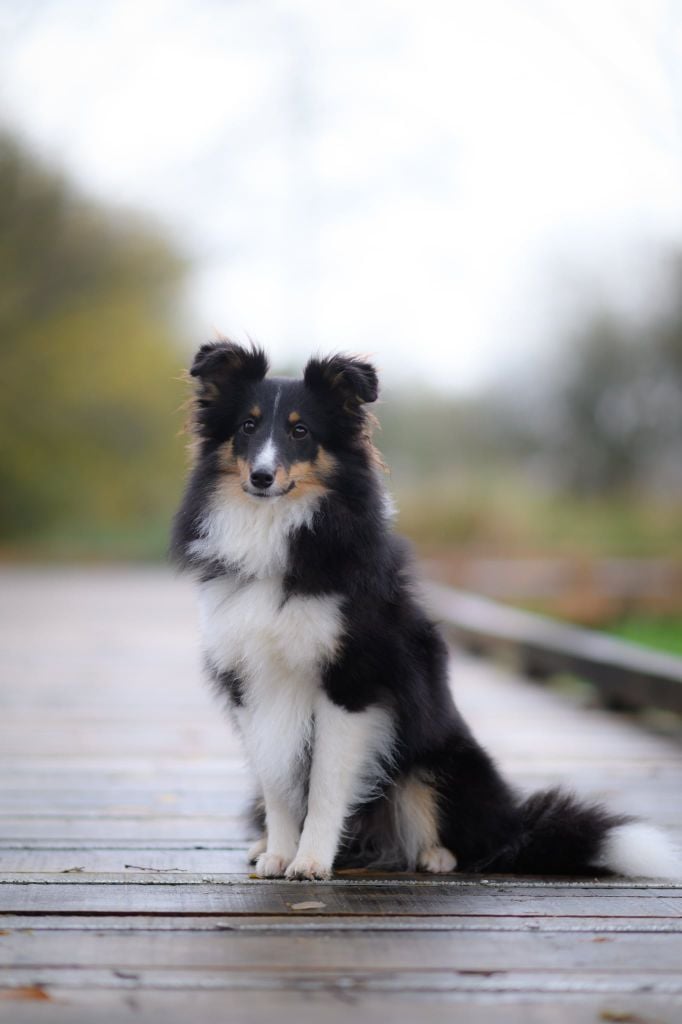 Atea terava black Des Legendes De Stagadon