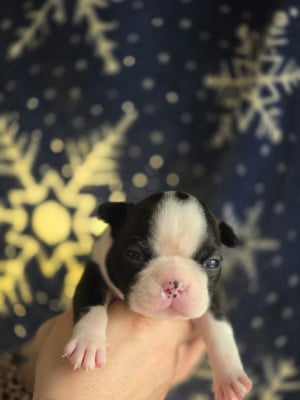 Les chiots de Boston Terrier