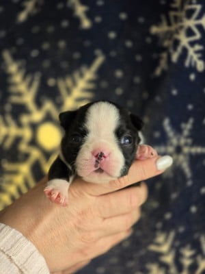 Les chiots de Boston Terrier