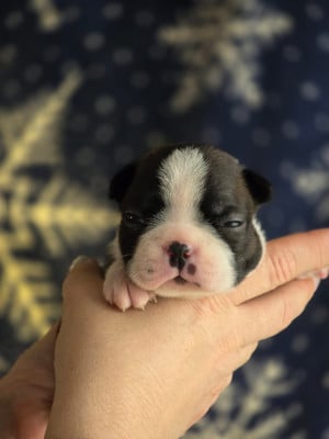 Les chiots de Boston Terrier