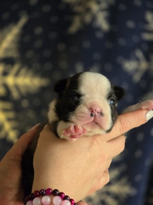 Les chiots de Boston Terrier