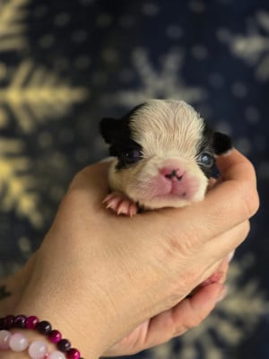 Les chiots de Boston Terrier