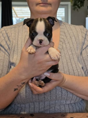 Les chiots de Boston Terrier