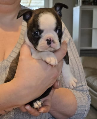 Les chiots de Boston Terrier