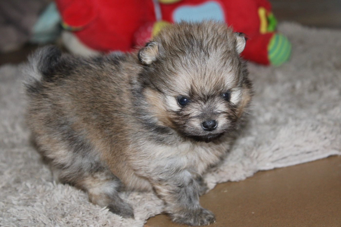 B..... d'aussis et minis breiz - Spitz allemand