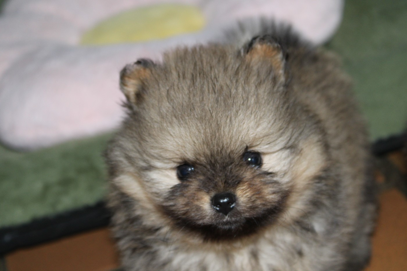 B .... d'aussis et minis breiz - Spitz allemand