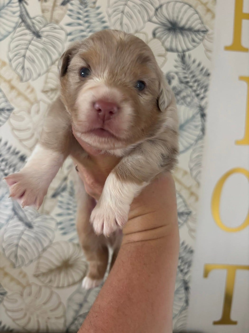 CHIOT 1 - Berger Américain Miniature