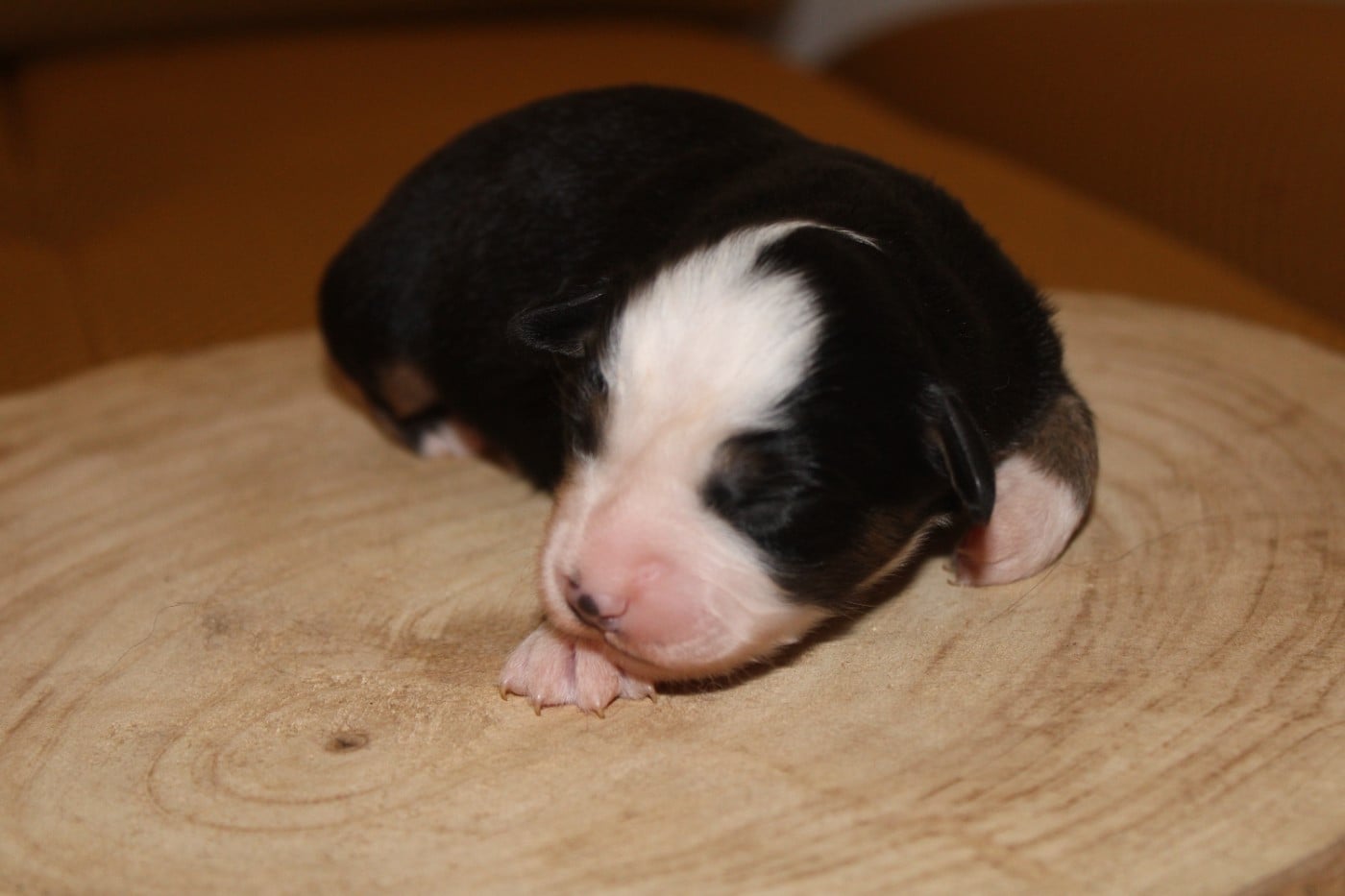 Chiot N°2 - Berger Américain Miniature 