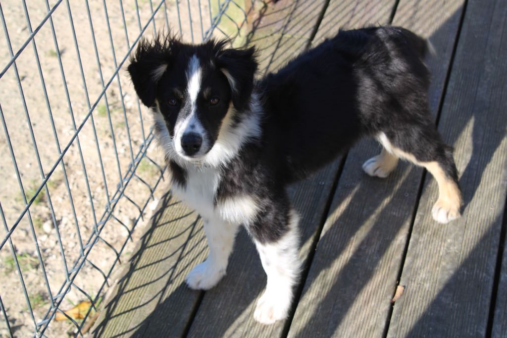 A fantastic anatasia d'aussis et minis breiz