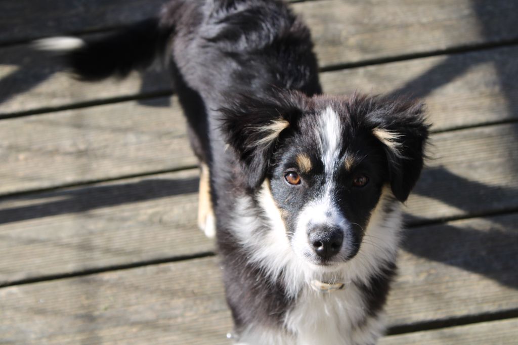 A fantastic anatasia d'aussis et minis breiz