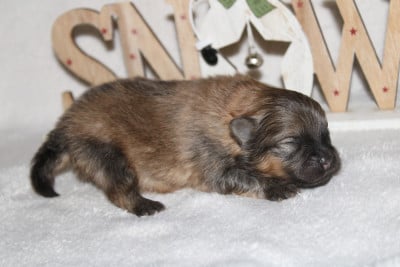 Les chiots de Spitz allemand