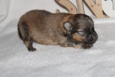 Les chiots de Spitz allemand