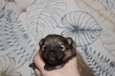 Les chiots de Spitz allemand