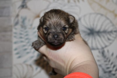 Les chiots de Spitz allemand