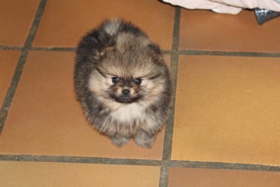 Les chiots de Spitz allemand