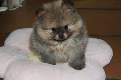 Les chiots de Spitz allemand