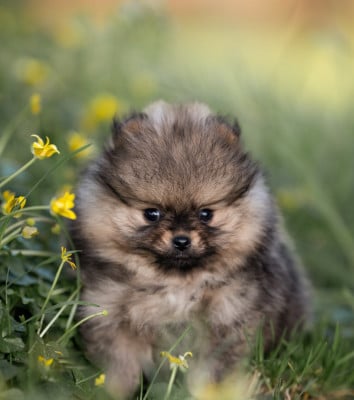 Les chiots de Spitz allemand