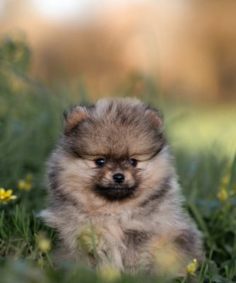 Les chiots de Spitz allemand