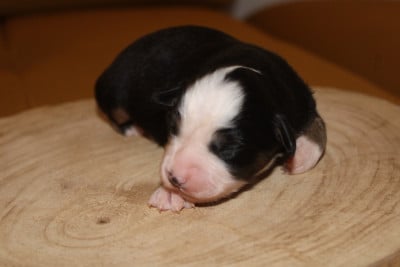 Les chiots de Berger Américain Miniature 