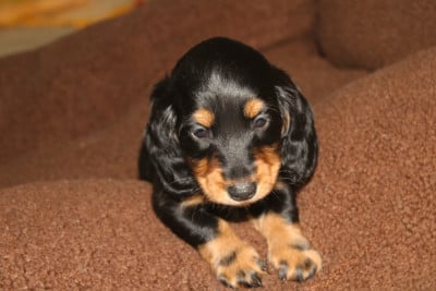 Les chiots de Teckel poil long
