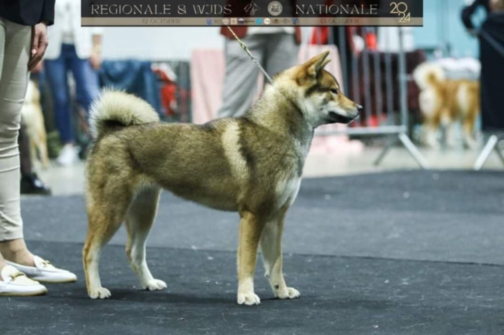 V' minomi - saori Nihon No Inu